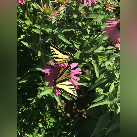 Meet the Posher - Picture 5 of 8